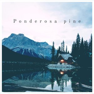 Ponderosa pine