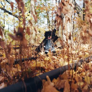 GOLLIWOG (Spotify)