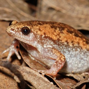 Avatar for Eastern Narrow-Mouthed Toads (Gastrophyrne Carolinensis)
