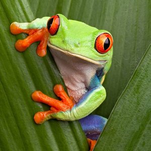 Avatar de flyingfrogs