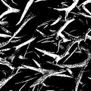 Avatar for 25 Antlers