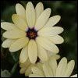Avatar for sololashsgrl