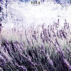 lavender