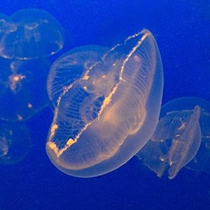 Slowdonia EP