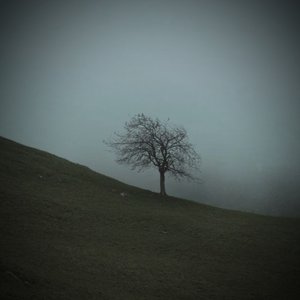 Avatar for The Lonely Tree