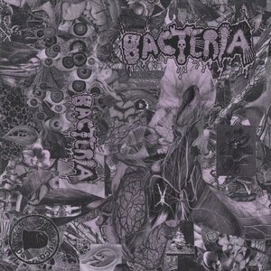 Bacteria