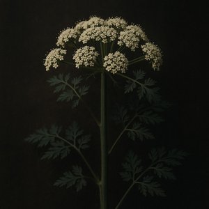 Honey & Hemlock
