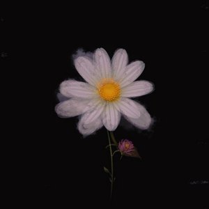 Avatar for GoodNight Daisy 黛西晚安区