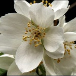 Avatar for Elderflower