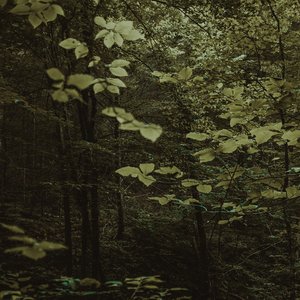 Reverie (Acoustic)