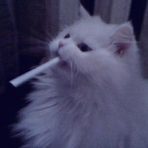 Avatar for Sozer