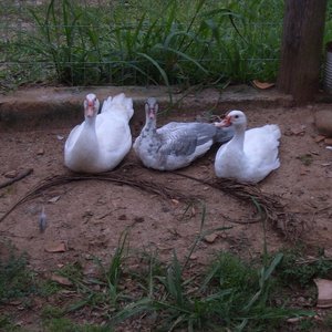 Avatar for The Wild Albatrosses