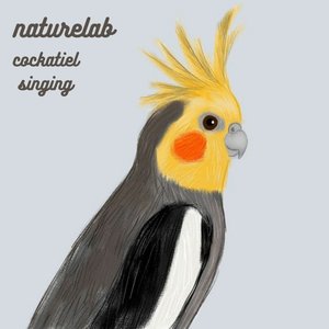 Cockatiel Singing