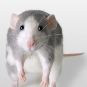 Avatar für RavilZ