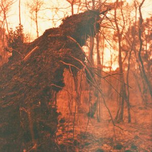 Mare-Pine