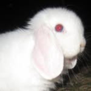 Avatar for Linu