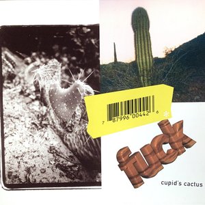 Cupid's Cactus