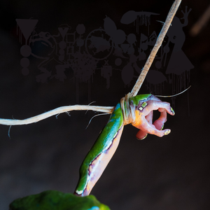 The Dark Side of the Amazon by Phyllomedusa