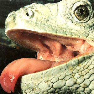 Avatar di Psycapocalyp