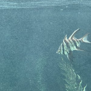 dead fish