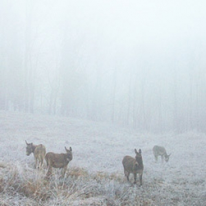Sound of Wildness & Solitude from Balkan Mountains by Ezgija