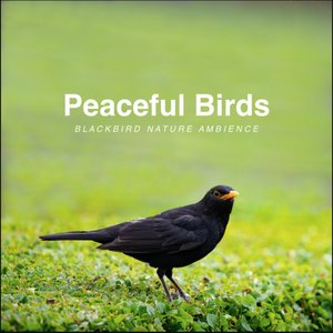 Blackbird Nature Ambience