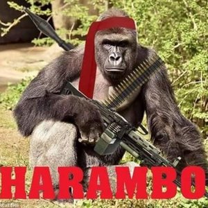 Avatar for Monke