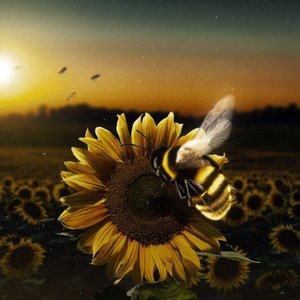 honey