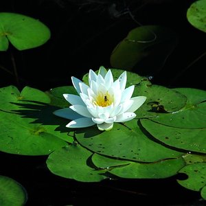 Avatar for Natural Sounds