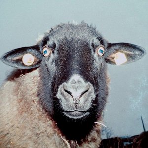 Emo Deluxe EP