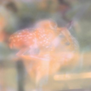 Soft Focus - EP