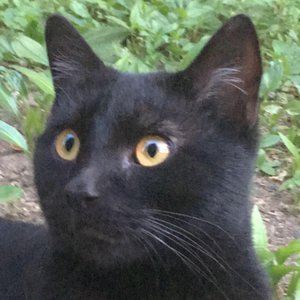 grey cat