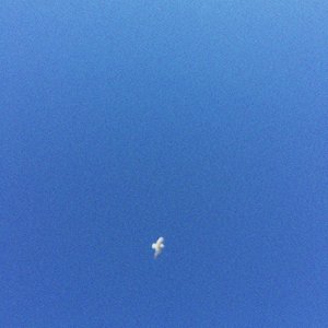 seagull.