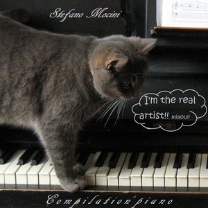 A cat playing