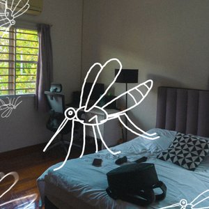mosquitos in my room