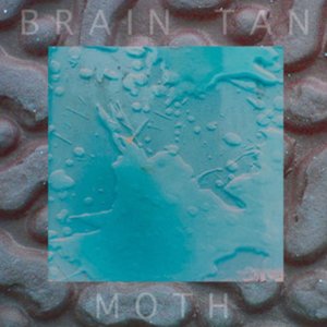 Moth