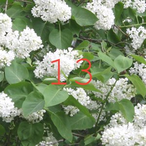 13