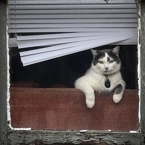 The Cat's Out of the Bag - Single