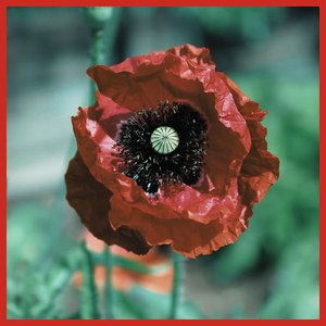 poppy seeds