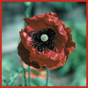 Artwork for poppy seeds