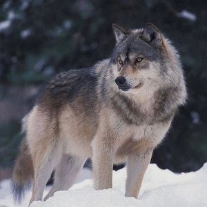 Avatar for Wolf Sounds