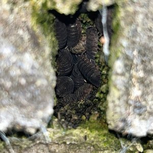 PILL BUGS