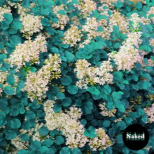 Naked
