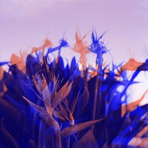 Affects And Aesthetic Speculations
