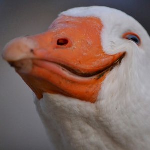 Avatar de Dolan Darker
