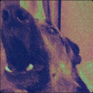 DOGHOUSE