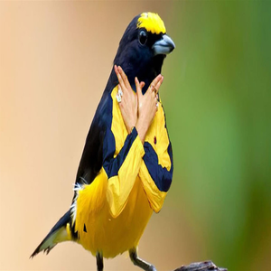 Birds - Single album cover