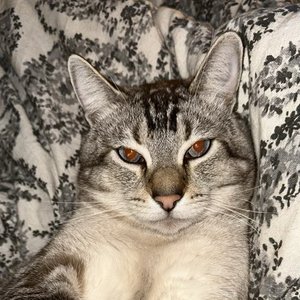 Avatar for pnut is ugly