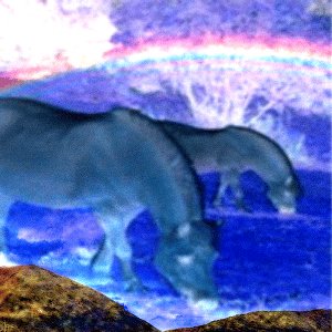 Pony