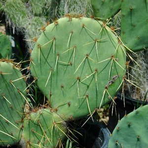 Avatar for Prickly